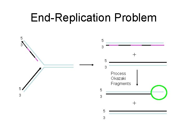 End-Replication Problem 5 3 + 5 3 Process Okazaki Fragments 5 5 3 3