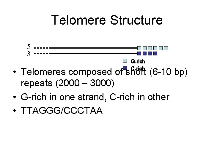 Telomere Structure 5 3 G-rich C-rich • Telomeres composed of short (6 -10 bp)