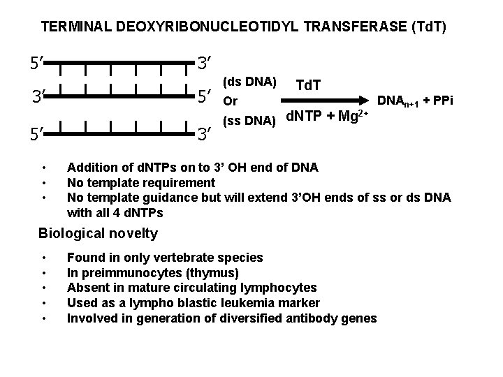 TERMINAL DEOXYRIBONUCLEOTIDYL TRANSFERASE (Td. T) 5’ 3’ 3’ 5’ 5’ • • • 3’