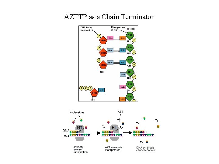 AZTTP as a Chain Terminator 