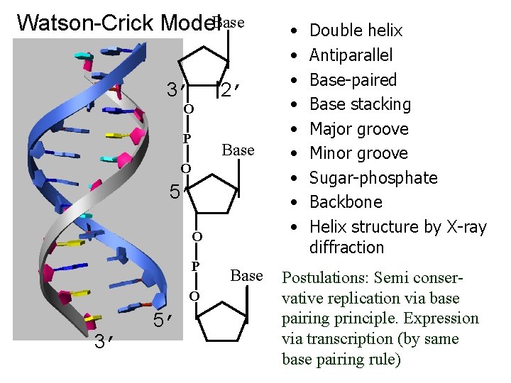 Watson-Crick Model. Base 3’ O P 2’ Base O 5’ O P O 3’