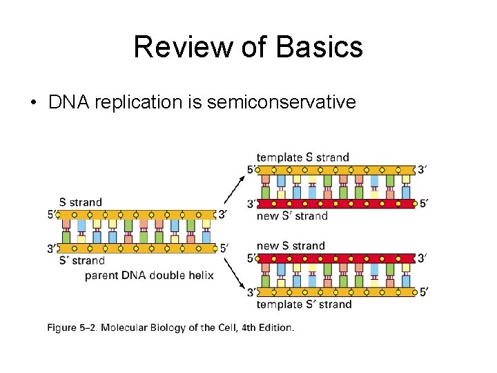 Review of Basics • DNA replication is semiconservative 