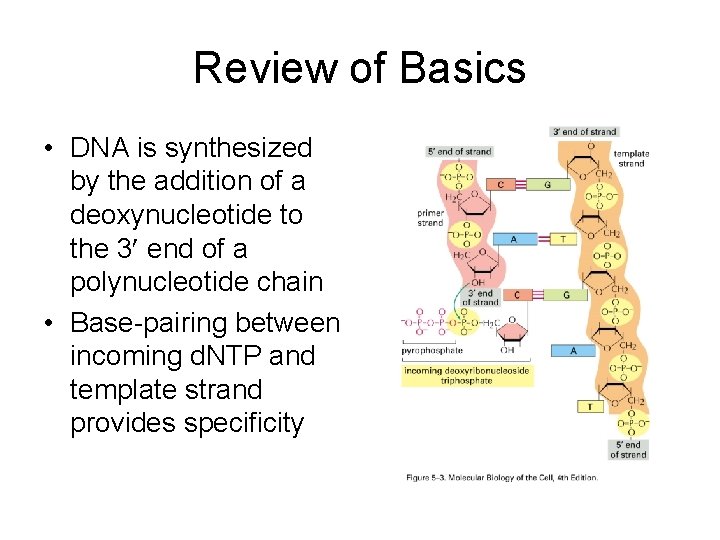 Review of Basics • DNA is synthesized by the addition of a deoxynucleotide to