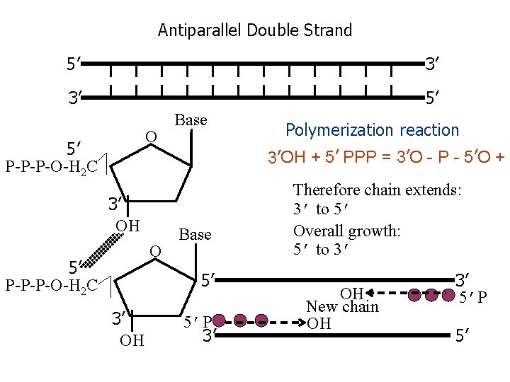 Antiparallel Double Strand 5’ 3’ 3’ 5’ O 5’ P-P-P-O-H 2 C Base Polymerization