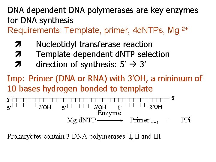 DNA dependent DNA polymerases are key enzymes for DNA synthesis Requirements: Template, primer, 4