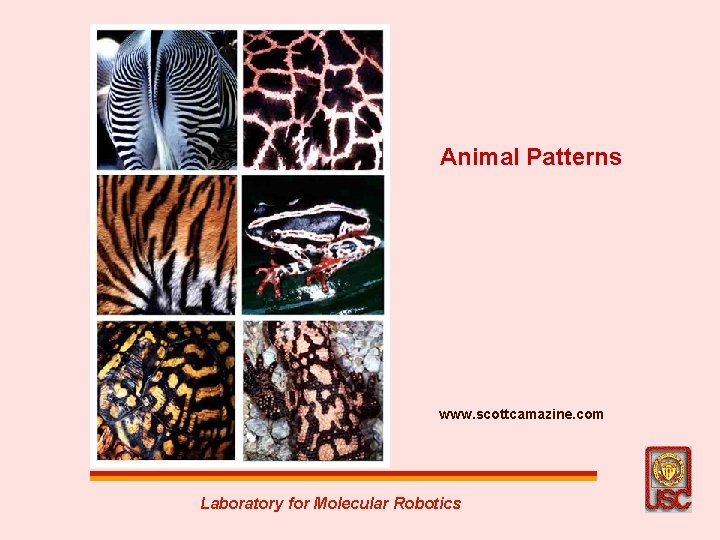 Animal Patterns www. scottcamazine. com Laboratory for Molecular Robotics 