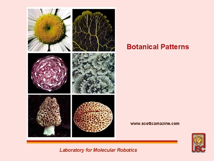 Botanical Patterns www. scottcamazine. com Laboratory for Molecular Robotics 