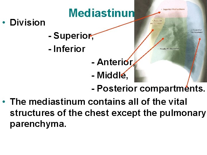 Mediastinum • Division - Superior, - Inferior - Anterior, - Middle, - Posterior compartments.