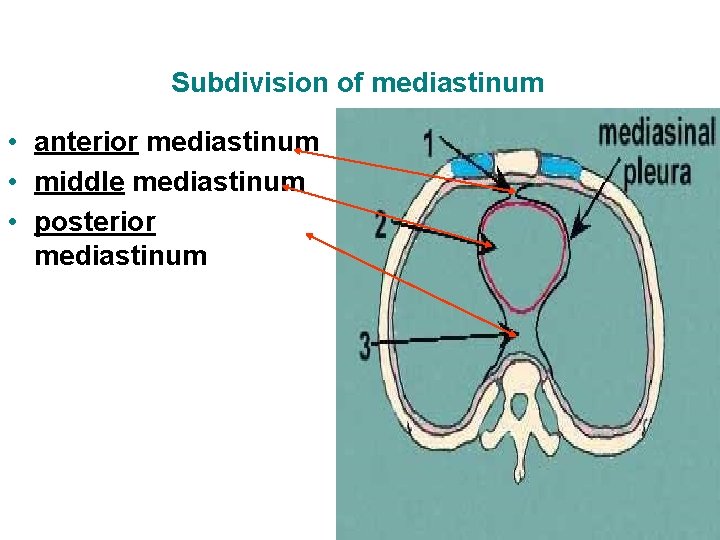 Subdivision of mediastinum • anterior mediastinum • middle mediastinum • posterior mediastinum 