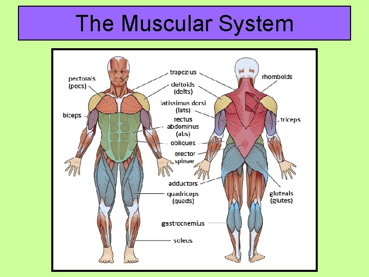 The Muscular System 