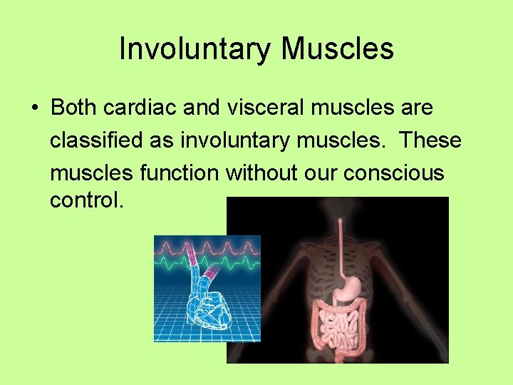 Involuntary Muscles • Both cardiac and visceral muscles are classified as involuntary muscles. These