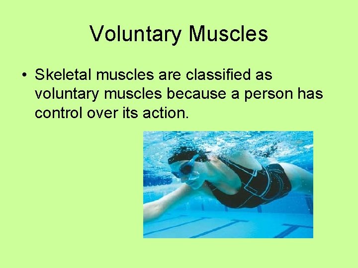 Voluntary Muscles • Skeletal muscles are classified as voluntary muscles because a person has