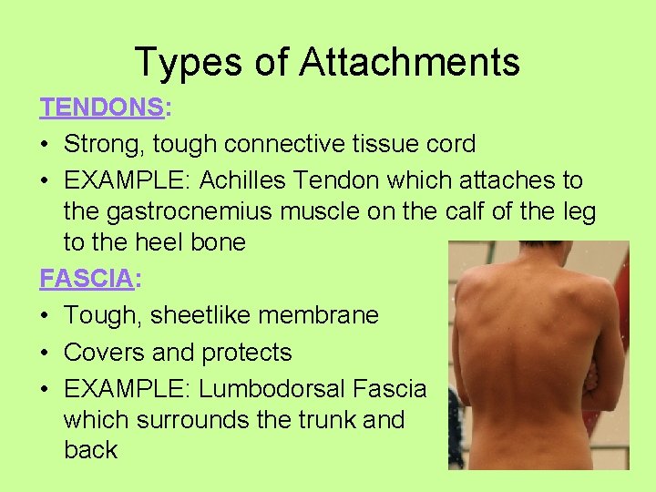 Types of Attachments TENDONS: • Strong, tough connective tissue cord • EXAMPLE: Achilles Tendon