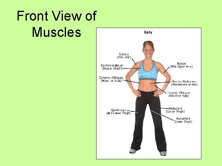 Front View of Muscles 