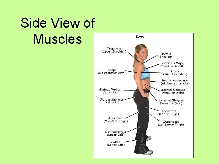 Side View of Muscles 