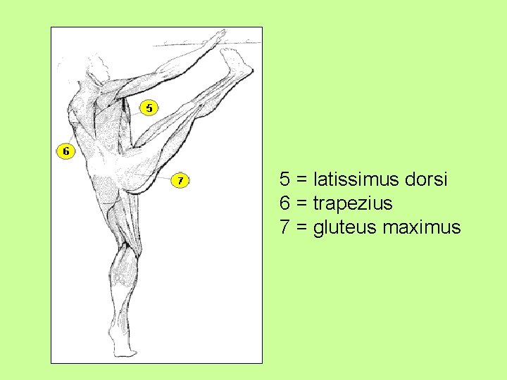 5 = latissimus dorsi 6 = trapezius 7 = gluteus maximus 