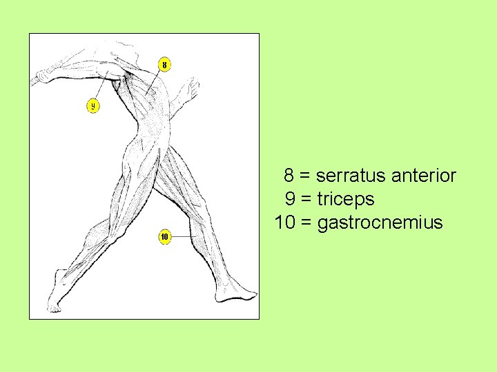  8 = serratus anterior 9 = triceps 10 = gastrocnemius 