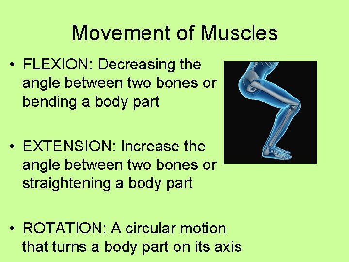 Movement of Muscles • FLEXION: Decreasing the angle between two bones or bending a