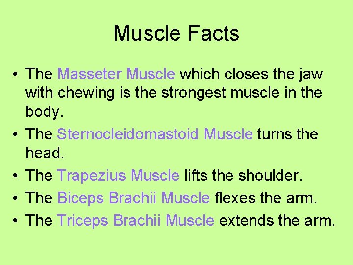 Muscle Facts • The Masseter Muscle which closes the jaw with chewing is the