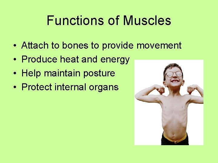 Functions of Muscles • • Attach to bones to provide movement Produce heat and