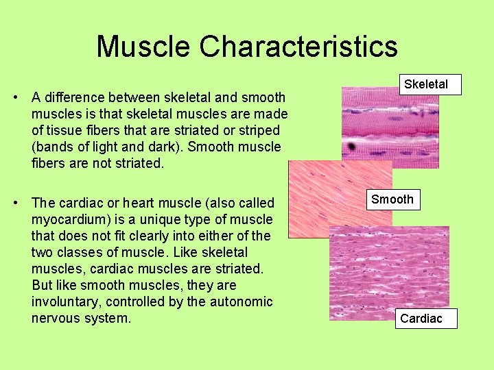 Muscle Characteristics • A difference between skeletal and smooth muscles is that skeletal muscles