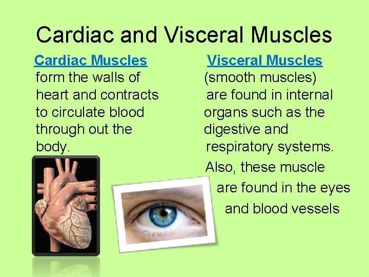 Cardiac and Visceral Muscles Cardiac Muscles Visceral Muscles form the walls of (smooth muscles)