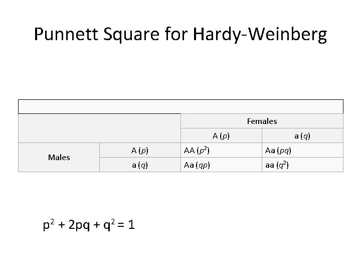 Punnett Square for Hardy-Weinberg Females A (p) Males a (q) A (p) AA (p