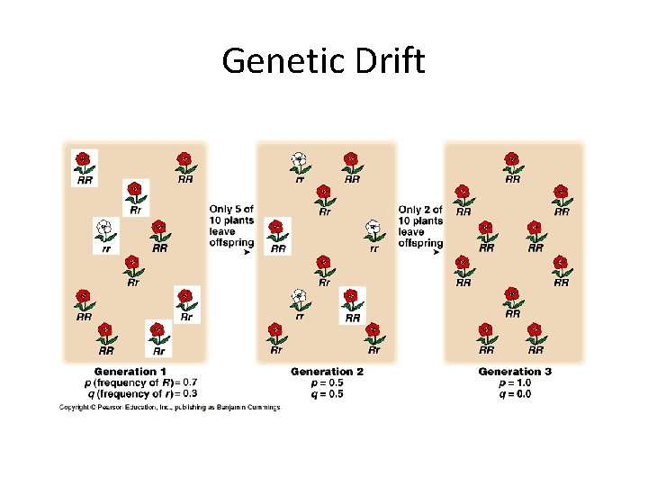 Genetic Drift 