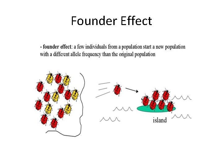 Founder Effect 