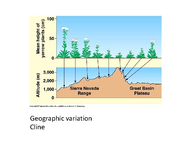 Geographic variation Cline 