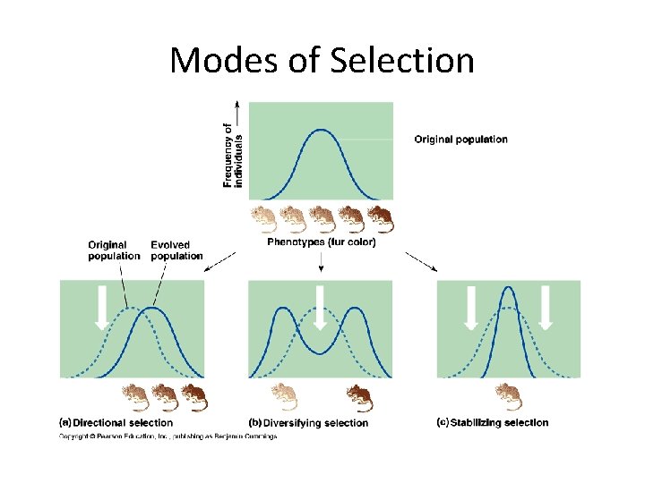 Modes of Selection 