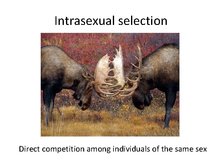 Intrasexual selection Direct competition among individuals of the same sex 