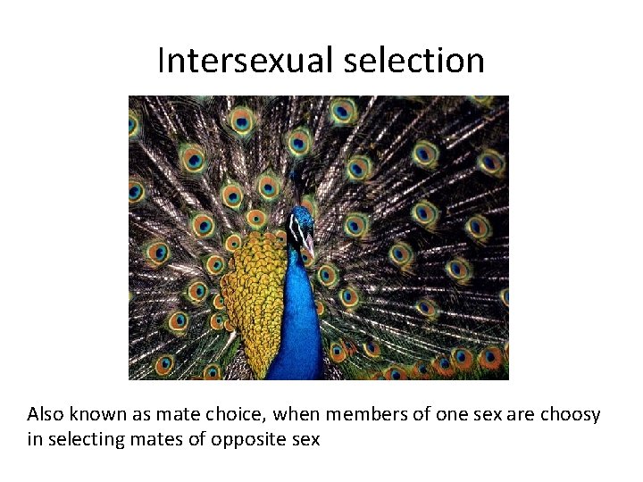 Intersexual selection Also known as mate choice, when members of one sex are choosy