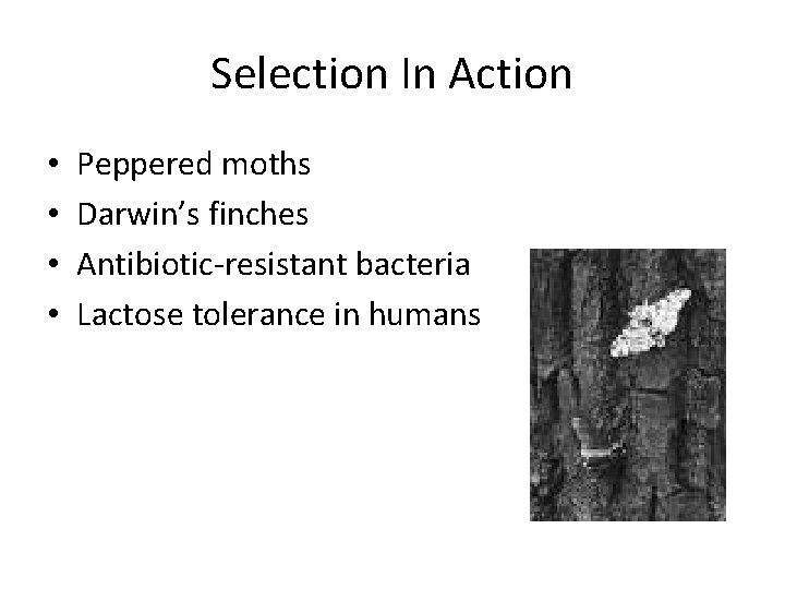 Selection In Action • • Peppered moths Darwin’s finches Antibiotic-resistant bacteria Lactose tolerance in