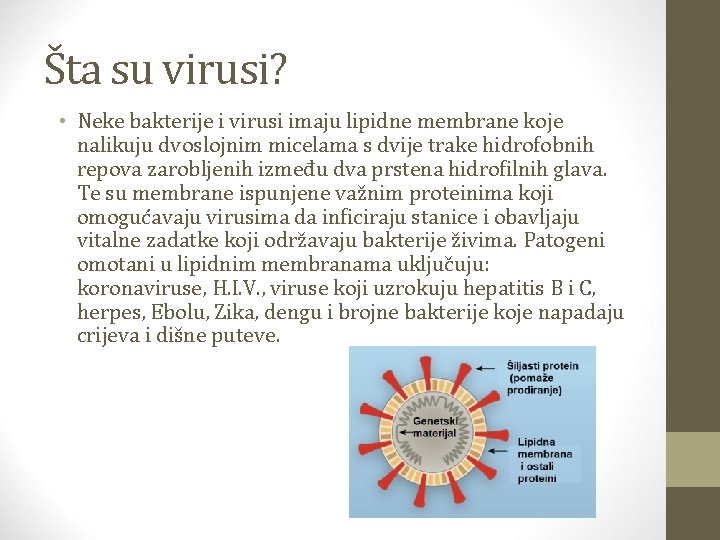 Šta su virusi? • Neke bakterije i virusi imaju lipidne membrane koje nalikuju dvoslojnim