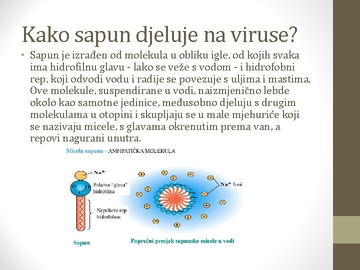 Kako sapun djeluje na viruse? • Sapun je izrađen od molekula u obliku igle,