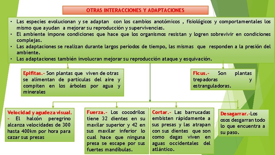 OTRAS INTERACCIONES Y ADAPTACIONES • Las especies evolucionan y se adaptan con los cambios
