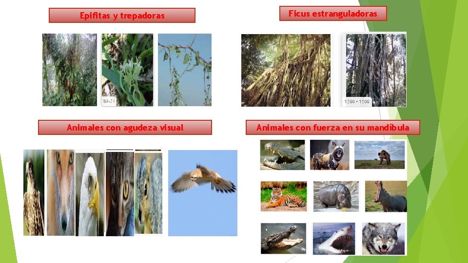 Epifitas y trepadoras Animales con agudeza visual Ficus estranguladoras Animales con fuerza en su