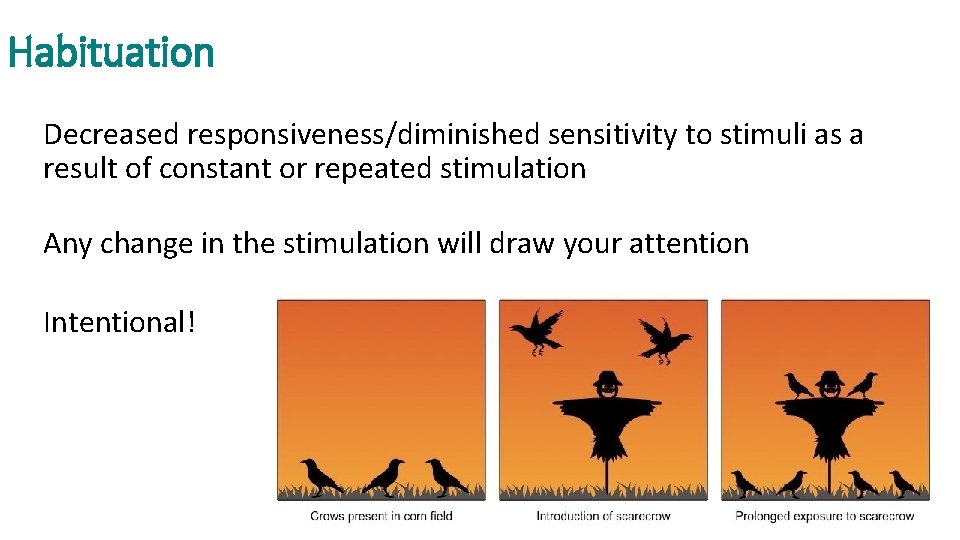 Habituation Decreased responsiveness/diminished sensitivity to stimuli as a result of constant or repeated stimulation