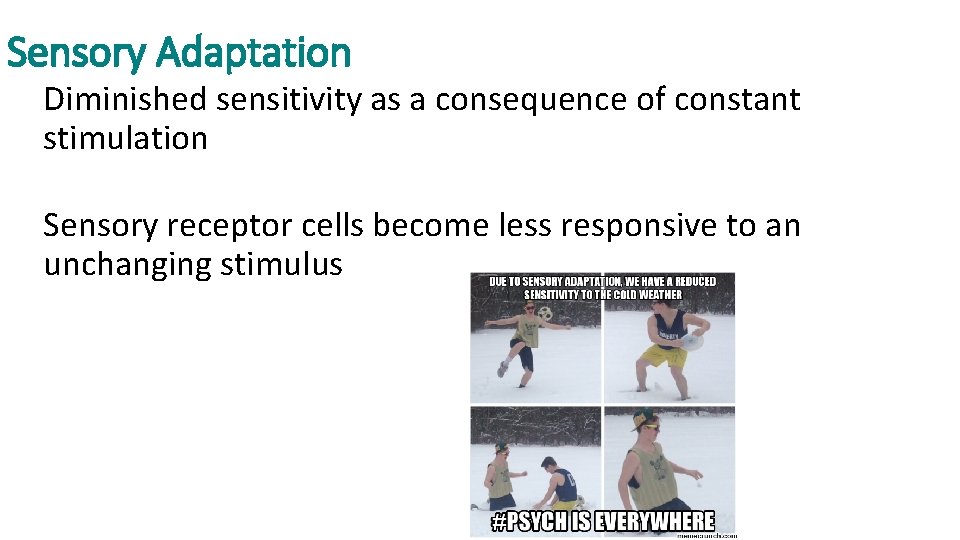 Sensory Adaptation Diminished sensitivity as a consequence of constant stimulation Sensory receptor cells become