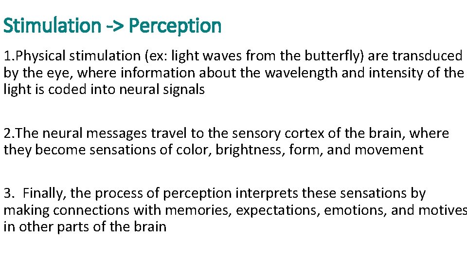 Stimulation -> Perception 1. Physical stimulation (ex: light waves from the butterfly) are transduced