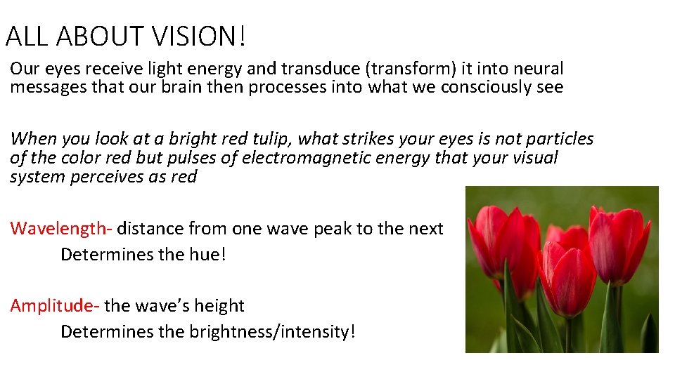 ALL ABOUT VISION! Our eyes receive light energy and transduce (transform) it into neural