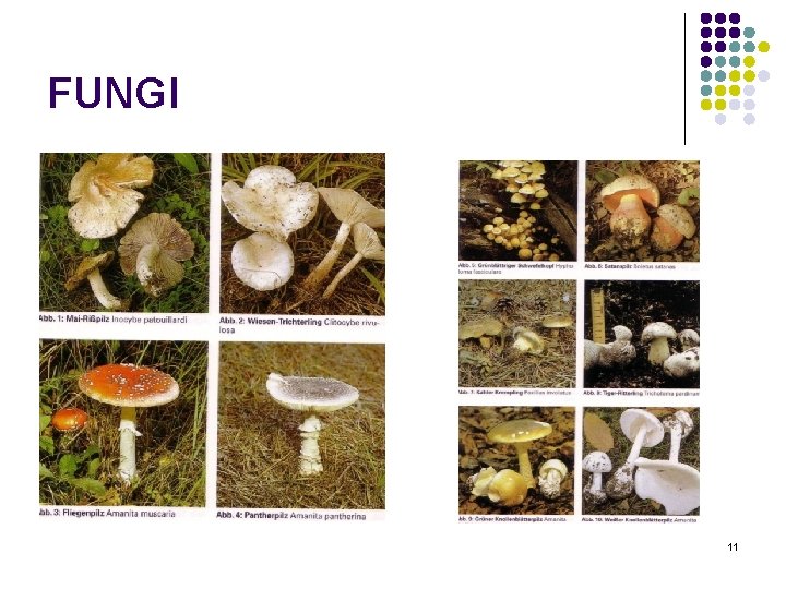FUNGI 11 FUNGI 11