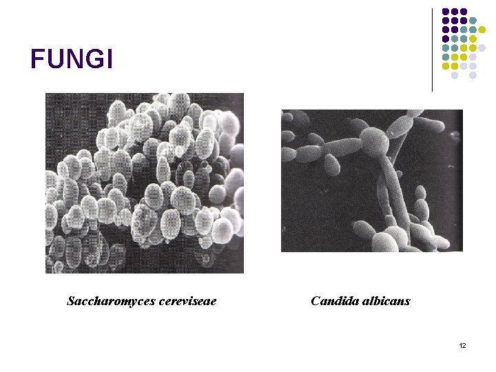 FUNGI Saccharomyces cereviseae Candida albicans 12 FUNGI Saccharomyces cereviseae Candida albicans 12