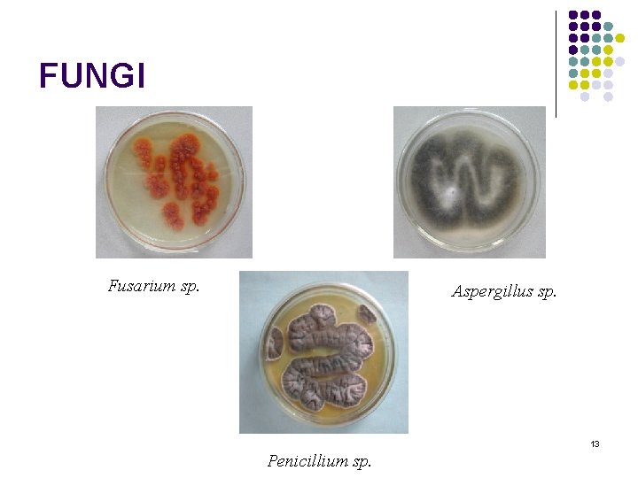 FUNGI Fusarium sp. Aspergillus sp. 13 Penicillium sp. FUNGI Fusarium sp. Aspergillus sp. 13 Penicillium sp.