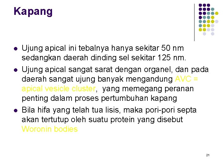 Kapang l l l Ujung apical ini tebalnya hanya sekitar 50 nm sedangkan daerah Kapang l l l Ujung apical ini tebalnya hanya sekitar 50 nm sedangkan daerah