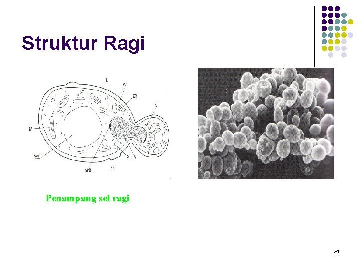 Struktur Ragi Penampang sel ragi 24 Struktur Ragi Penampang sel ragi 24
