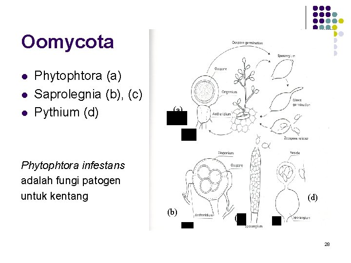 Oomycota l l l Phytophtora (a) Saprolegnia (b), (c) Pythium (d) (a) Phytophtora infestans Oomycota l l l Phytophtora (a) Saprolegnia (b), (c) Pythium (d) (a) Phytophtora infestans