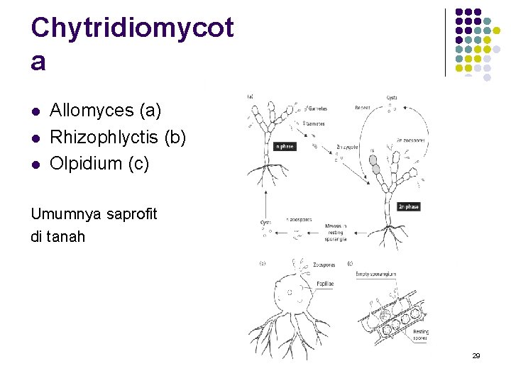 Chytridiomycot a l l l Allomyces (a) Rhizophlyctis (b) Olpidium (c) Umumnya saprofit di Chytridiomycot a l l l Allomyces (a) Rhizophlyctis (b) Olpidium (c) Umumnya saprofit di