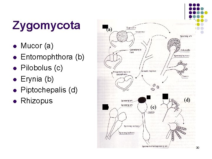 Zygomycota l l l Mucor (a) Entomophthora (b) Pilobolus (c) Erynia (b) Piptochepalis (d) Zygomycota l l l Mucor (a) Entomophthora (b) Pilobolus (c) Erynia (b) Piptochepalis (d)